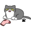 Silver and white cat 4 23