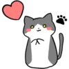 Silver and white cat 16