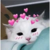 kitty love ♡ 8
