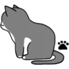 Silver and white cat 4 24