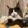 猫猫爵爵 7