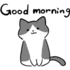 Silver and white cat 21