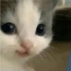 kitty hehe ♡ 10