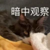 猫猫爵爵 8