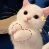 kitty love ♡ 10