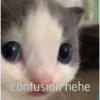 kitty hehe ♡ 11