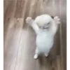 kitty love ♡ 11