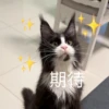 猫猫爵爵 9
