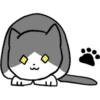 Silver and white cat 29