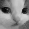 kitty hehe ♡ 14