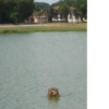 capybara 6