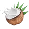Coconuts-nuts 7