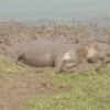capybara 7