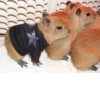capybara 8