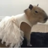 capybara 9