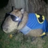 capybara 11
