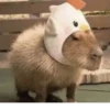 capybara 13