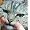 Мой кот,вопросы? @No_emotionsQW @Ctikerubot 5