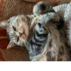Мой кот,вопросы? @No_emotionsQW @Ctikerubot 6