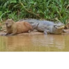 capybara 14