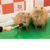 capybara 15