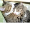 Nirvana: Hugs? 11