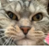 Мой кот,вопросы? @No_emotionsQW @Ctikerubot 7