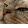 Мой кот,вопросы? @No_emotionsQW @Ctikerubot 8
