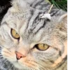Мой кот,вопросы? @No_emotionsQW @Ctikerubot 9