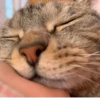 Мой кот,вопросы? @No_emotionsQW @Ctikerubot 10