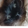 Мой кот,вопросы? @No_emotionsQW @Ctikerubot 11