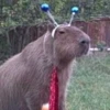 capybara 16