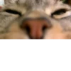 Мой кот,вопросы? @No_emotionsQW @Ctikerubot 14