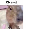 capybara 17