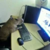 capybara 19