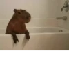 capybara 20