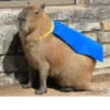 capybara 21
