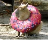 capybara 22