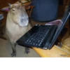 capybara 23