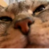 Мой кот,вопросы? @No_emotionsQW @Ctikerubot 18