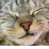 Мой кот,вопросы? @No_emotionsQW @Ctikerubot 20