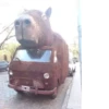 capybara 24