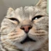 Мой кот,вопросы? @No_emotionsQW @Ctikerubot 21