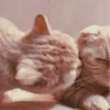 Nirvana: Hugs? 24
