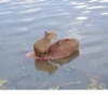 capybara 25