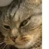 Мой кот,вопросы? @No_emotionsQW @Ctikerubot 22