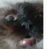 Мой кот,вопросы? @No_emotionsQW @Ctikerubot 23