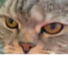 Мой кот,вопросы? @No_emotionsQW @Ctikerubot 24