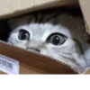 Мой кот,вопросы? @No_emotionsQW @Ctikerubot 25