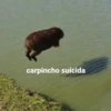 capybara 27